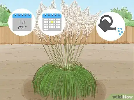 Image titled Grow Pampas Grass Step 10