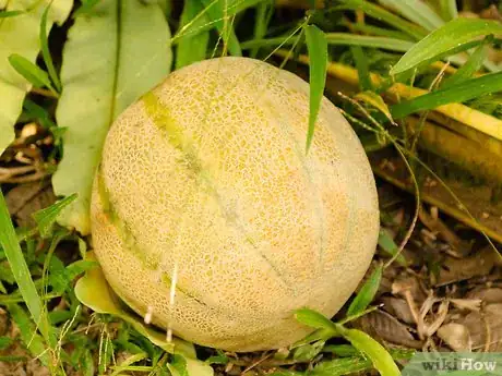 Image titled Ripen a Cantaloupe Step 1