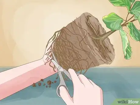 Image titled Repot a Fiddle Leaf Fig Step 8