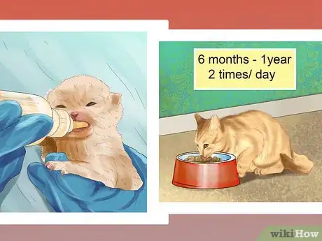 Image titled Plan a Feeding Schedule for Your Cat Step 1