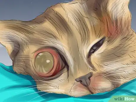 Image titled Diagnose and Treat Bulging Eye in Cats Step 8