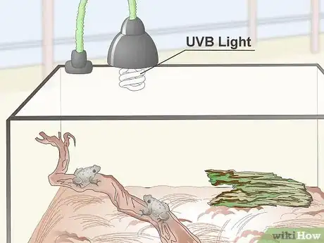 Image titled Raise Gray Tree Frogs Step 19