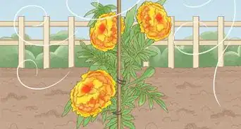 Plant Marigolds