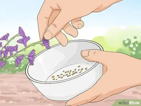 Image titled Harvest Chicory Step 12