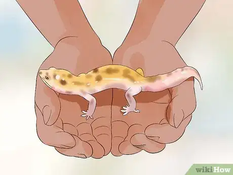 Image titled Catch a Gecko Step 9