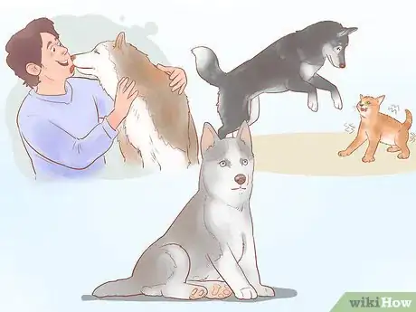 Image titled Buy a Siberian Husky Puppy Step 1