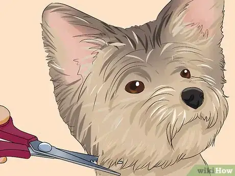 Image titled Trim a Yorkie's Face Step 10