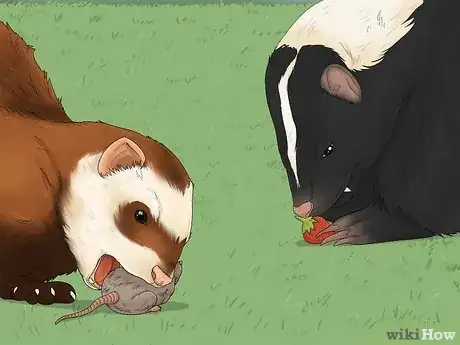 Image titled Skunk vs Polecat Step 5