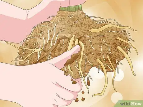 Image titled Save an Overwatered Plant Step 10