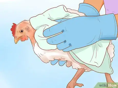 Image titled Help a Pecked Chicken with a Wound Step 4