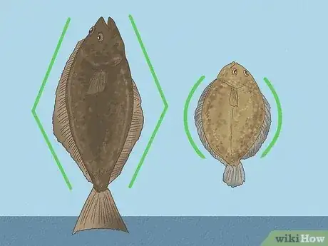 Image titled Flounder vs Halibut Step 5