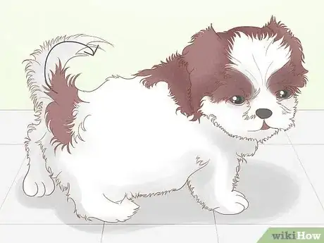 Image titled Identify a Shih Tzu Step 2