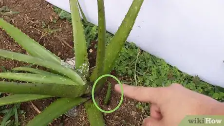 Image titled Plant Aloe Vera Step 15