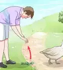 Feed Geese Safely