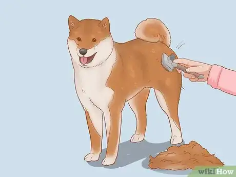 Image titled Choose a Shiba Inu Puppy Step 7