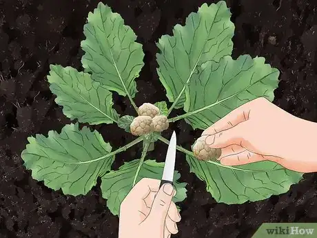 Image titled Harvest Cauliflower Step 7