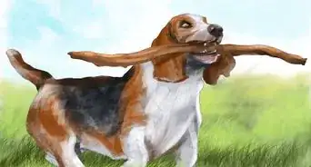 Identify a Basset Hound