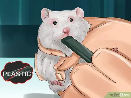 Image titled Keep Hamster Teeth Healthy Step 4