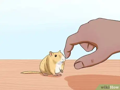 Image titled Pick up a Gerbil Step 3