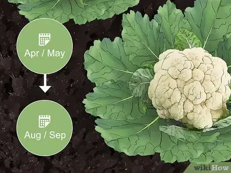 Image titled Harvest Cauliflower Step 1