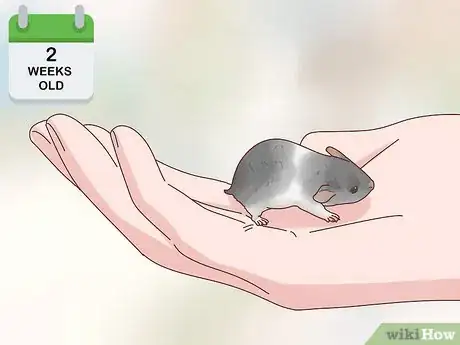 Image titled Care for Hamster Babies Step 17