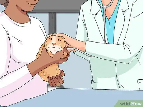 Image titled Neuter a Guinea Pig Step 13