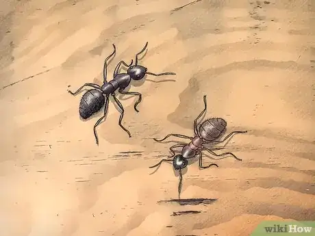 Image titled Identify Carpenter Ants Step 1