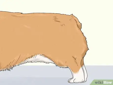 Image titled Identify a Pembroke Welsh Corgi Step 2