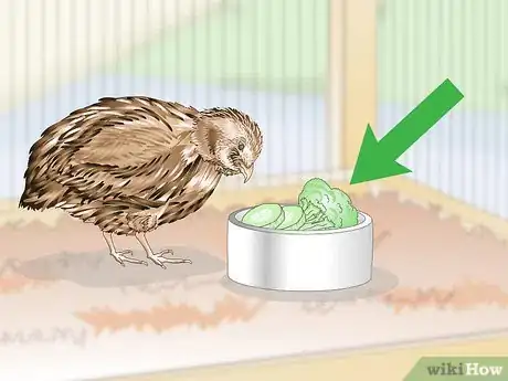 Image titled Treat Diarrhea in Button Quail Step 10