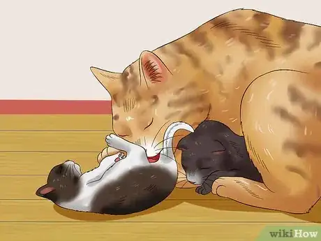 Image titled Care for Newborn Kittens Step 10