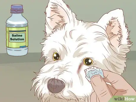 Image titled Remove a Tear Duct Stain from White Dogs Step 1