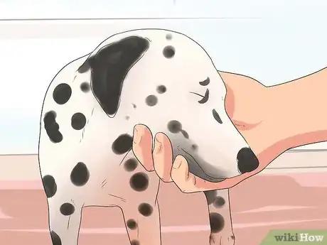 Image titled Train Dalmatians Step 3