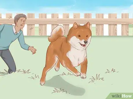 Image titled Choose a Shiba Inu Puppy Step 3