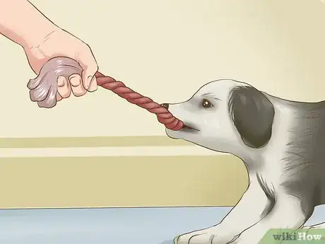 Image titled Exercise a Border Collie Puppy Step 13