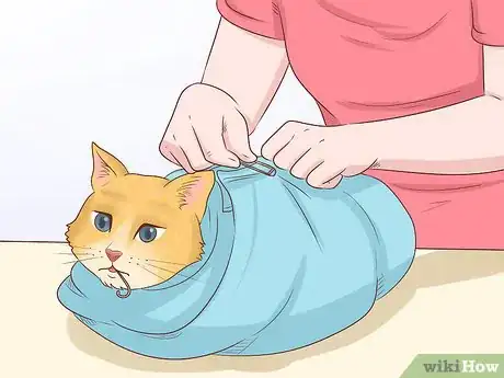 Image titled Remove a Hook from a Cat's Mouth Step 1