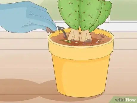 Image titled Get Rid of Cactus Bugs Step 11