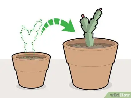 Image titled Prune a Christmas Cactus Step 10