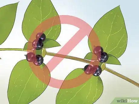 Image titled Eat Honeysuckle Step 11