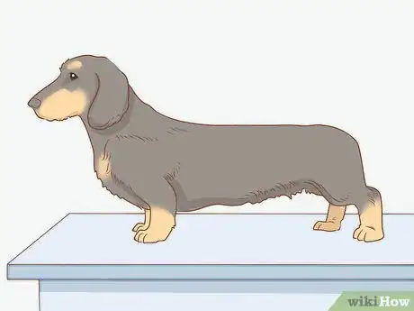 Image titled Groom a Wirehaired Dachshund Step 1