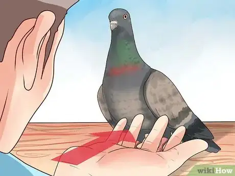 Image titled Hold a Pigeon Step 2