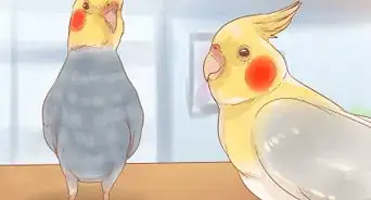 Keep Your Cockatiel Happy