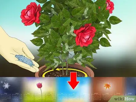 Image titled Fertilize Roses Step 15