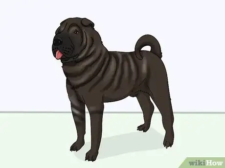 Image titled Identify a Shar‐Pei Step 9