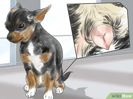 Image titled Breed Chihuahuas Step 8