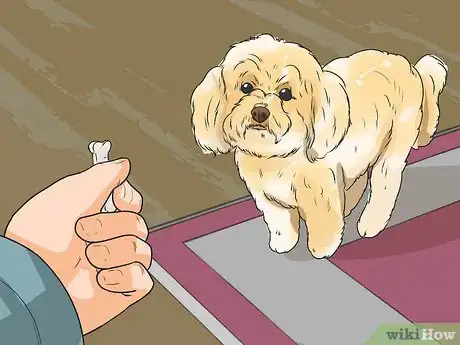 Image titled Take Care of a Lhasa Apso Step 11