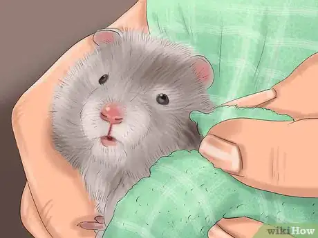 Image titled Give Your Hamster a Bath Step 7