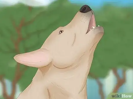 Image titled Why Do Dogs Howl at Sirens Step 1