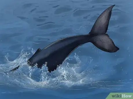 Image titled Identify Whales Step 10