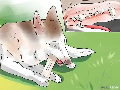 Image titled Determine Your Dog's Age By Its Teeth Step 3