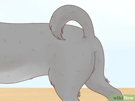 Image titled Tell if Your Dog Is in Heat Step 9